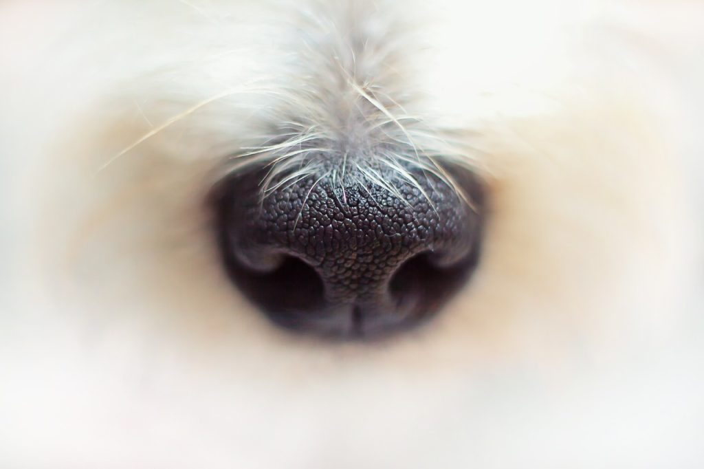 Pamper, Nourish, Train: Your Dog's Ultimate Care Hub!