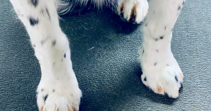Trimmed Paws