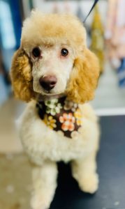 Puppys First Grooming